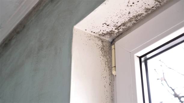 Trusted De Kal, TX Mold Remediation Experts