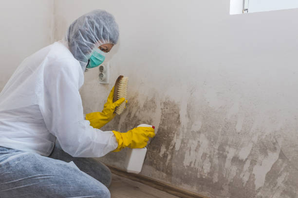 Best Kitchen Mold Remediation in De Kal, TX