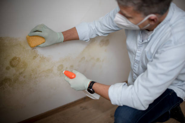 Best Crawl Space Mold Remediation in De Kal, TX