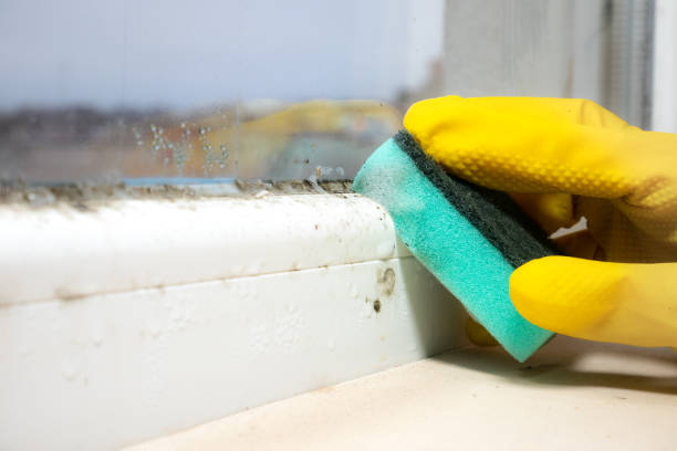 Best Commercial Mold Remediation in De Kal, TX