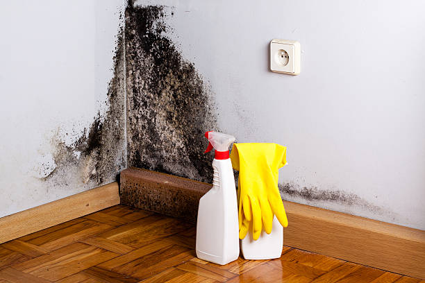 Best Basement Mold Remediation in De Kal, TX