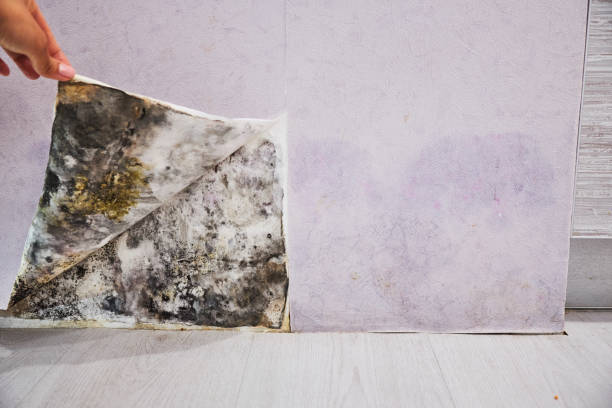 Best Kitchen Mold Remediation in De Kal, TX